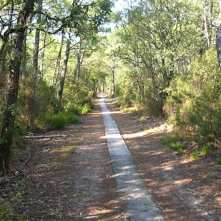 La Tomate Surfeuse 1 هورتين